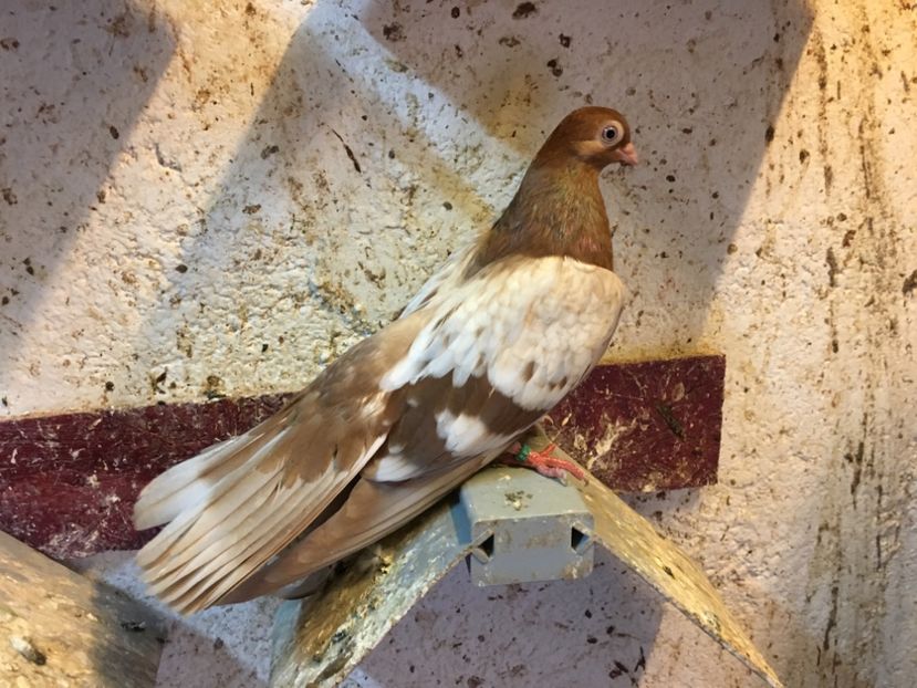 D8D99AB3-09C9-451D-9C08-AB3541A88A82 - gagii si topiti si bragagii