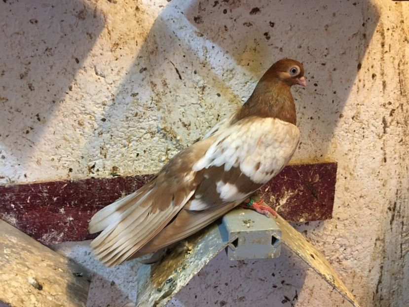 66AE2E2F-81A8-443C-90DF-888CB9F1FA1F - gagii si topiti si bragagii