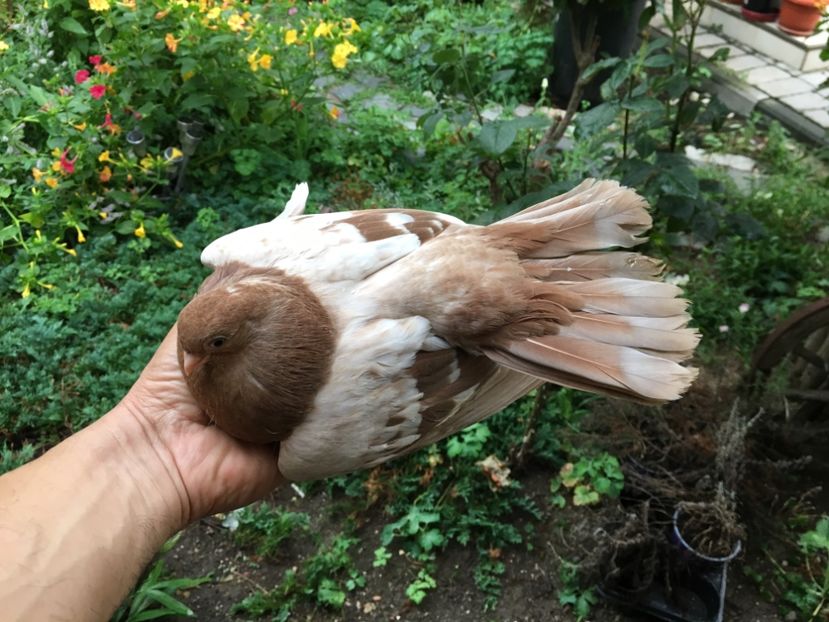 30DA7766-29AF-4EE4-A3A3-2FE6765061F4 - gagii si topiti si bragagii