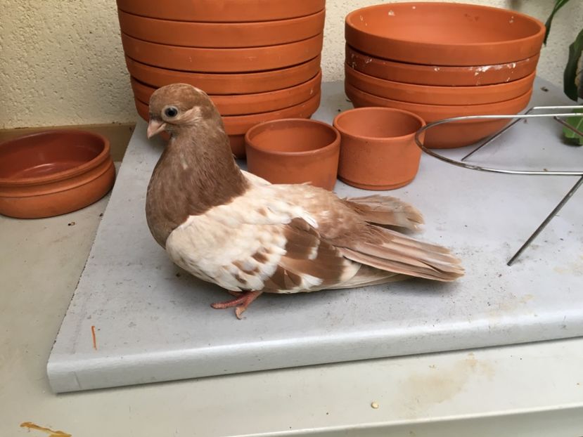 6174C54F-CEFD-4B56-AFA8-CE9EECCA22A1 - gagii si topiti si bragagii