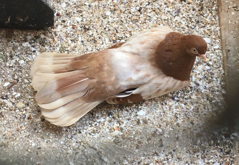 310C6CAD-F782-4B23-B8FB-F688636FB4B9 - gagii si topiti si bragagii