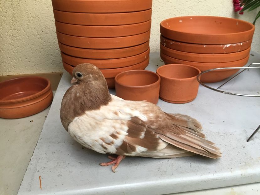 53B667A2-7FC9-425F-BF12-1F977A52921F - gagii si topiti si bragagii