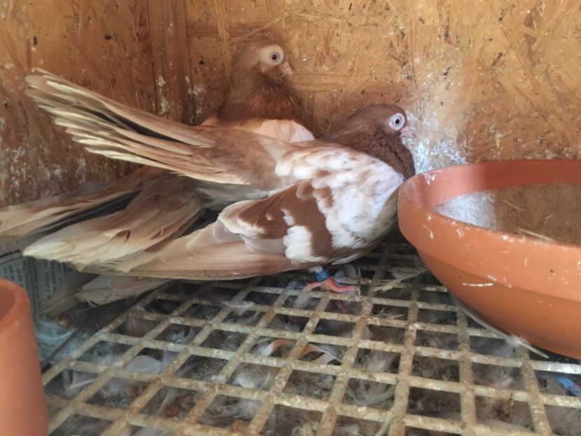 9934FA2B-0E45-48B1-8C62-598C7609ACCD - gagii si topiti si bragagii