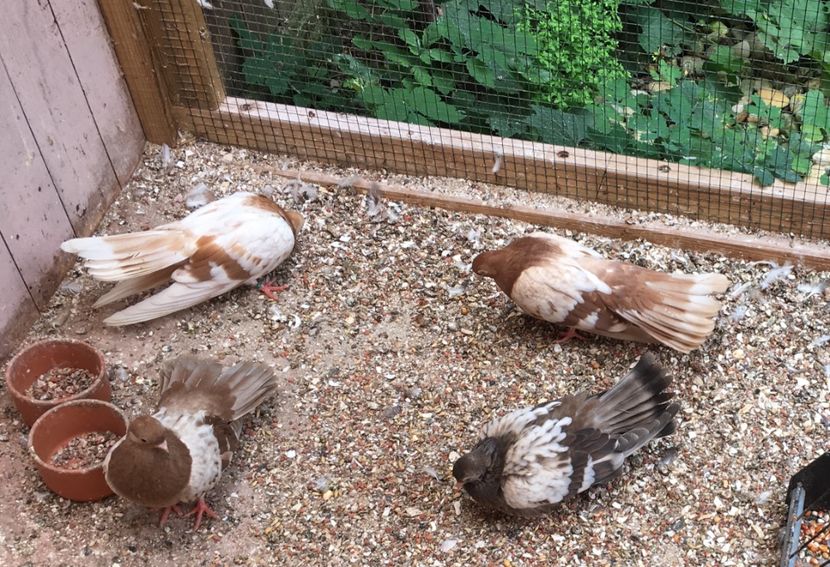 F3071D36-F093-4119-8B48-A318A4B4044F - gagii si topiti si bragagii