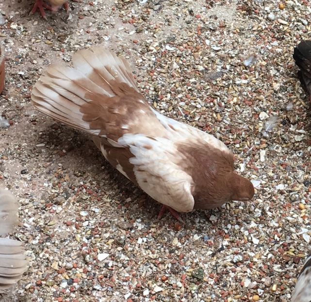 362983CA-4061-4C7D-AF3E-EACD884018C8 - gagii si topiti si bragagii