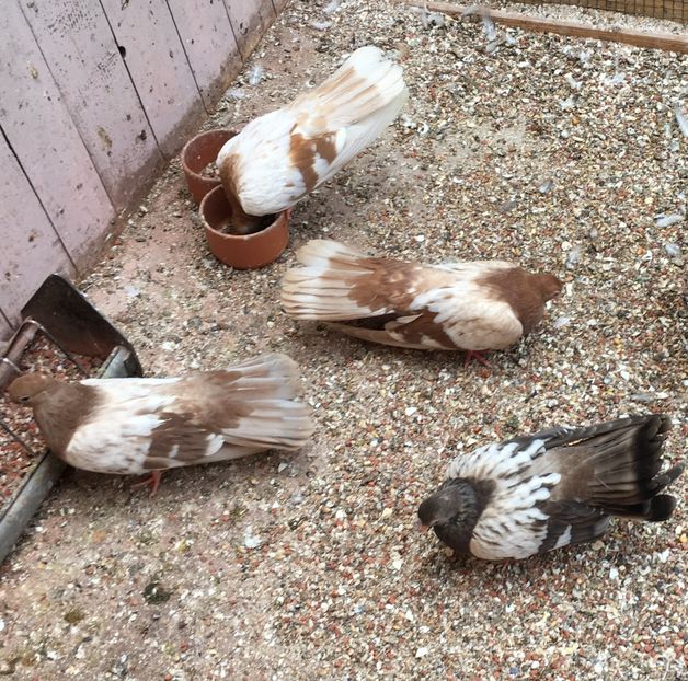 F66E1E39-1E28-4581-B446-65732211E489 - gagii si topiti si bragagii