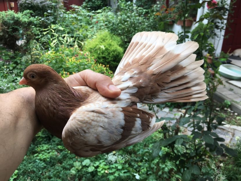 B8B739D9-8290-4E55-9DC3-31B0CB5A03A0 - gagii si topiti si bragagii