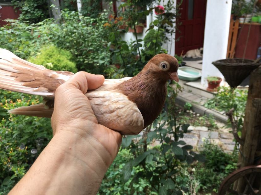 A2291DC1-BA31-4D16-B46D-13700CD923F5 - gagii si topiti si bragagii