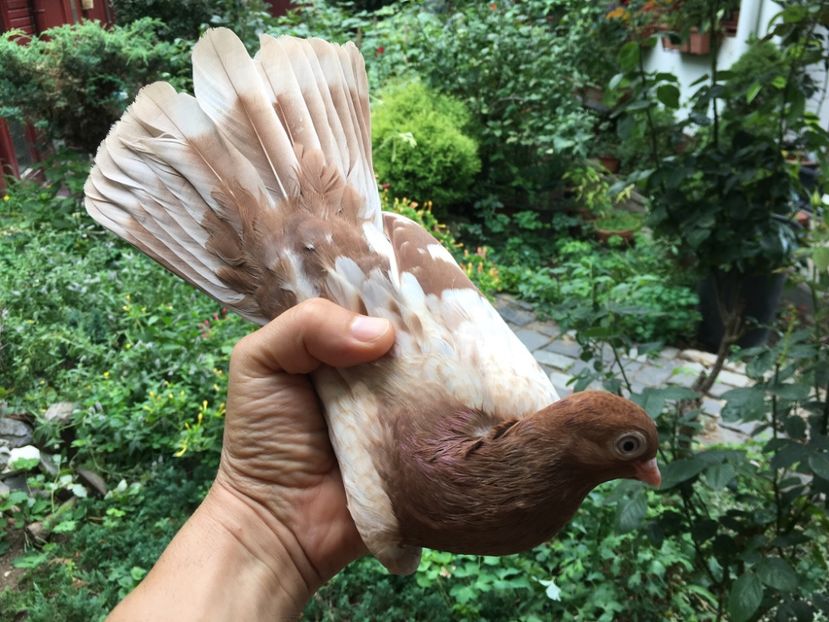 AA4AA76D-054B-488F-8505-92FCB4432E03 - gagii si topiti si bragagii