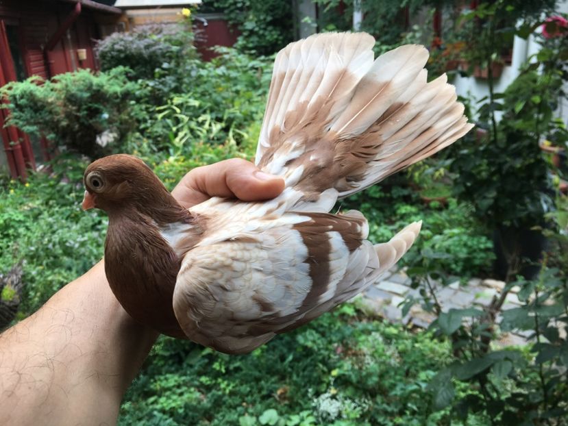 97A7B668-13D5-43F0-8F22-BFFDC125E05F - gagii si topiti si bragagii