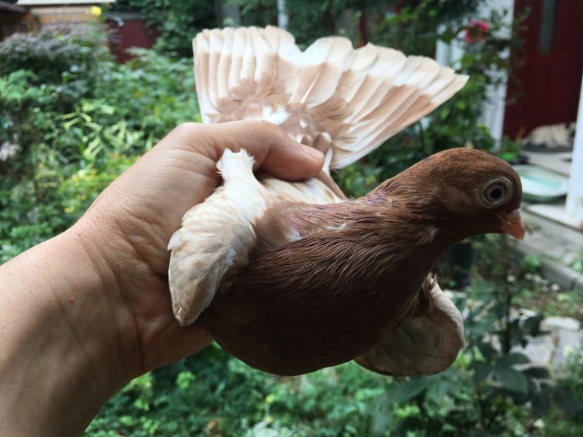 255A0260-3B48-408C-8A03-161185D216A9 - gagii si topiti si bragagii