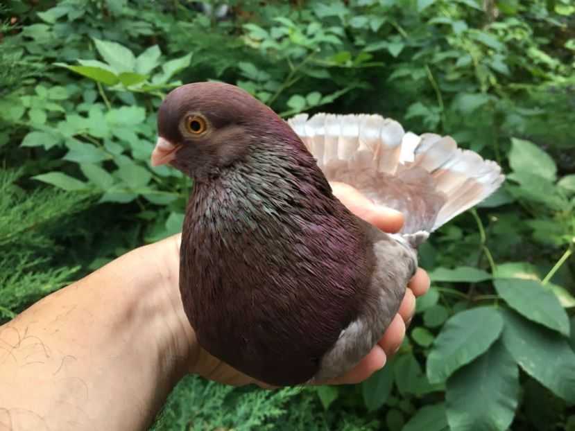 56CDCDA1-6AB0-4887-980F-A08ED3E7DA24 - gagii si topiti si bragagii