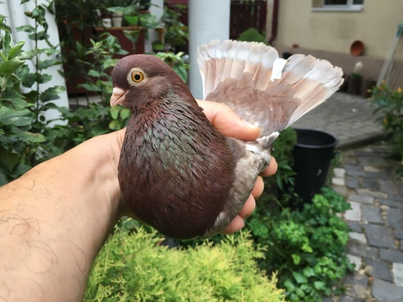 D9B07BC1-7B00-43D7-A3B2-99FF5CF6DD6E - gagii si topiti si bragagii