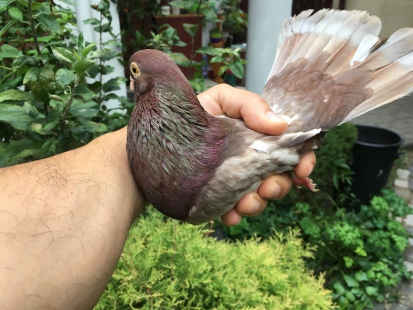 1A57E3FA-8513-4085-AD19-1BE6F5400299 - gagii si topiti si bragagii