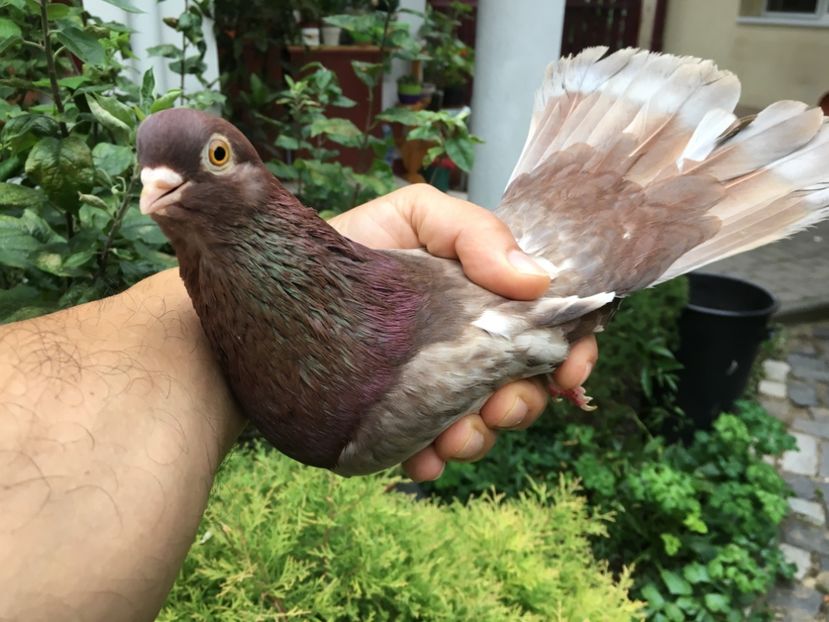 16D62FA6-390E-4218-B6C9-F6D8116105AC - gagii si topiti si bragagii