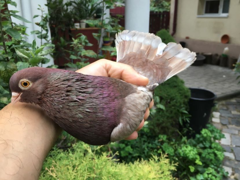 FF247918-C474-42B4-86E6-A5553C9D1EEA - gagii si topiti si bragagii