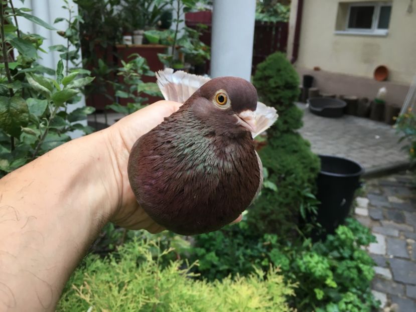 729F37C8-F39A-4548-B932-4661C5ECF4D5 - gagii si topiti si bragagii