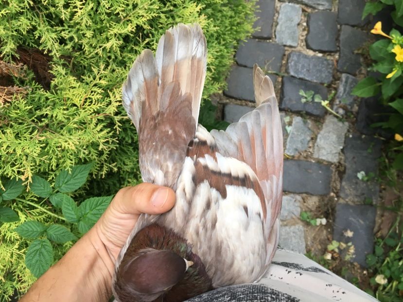 815326A7-2781-4EFF-8CE0-0158B0AB6EC9 - gagii si topiti si bragagii