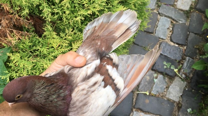 219066BA-B479-425B-8414-548817DF5AD0 - gagii si topiti si bragagii