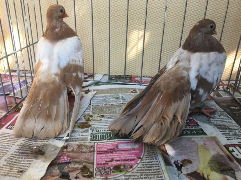 1CE5CBA0-FE71-4248-8409-63CE0193B940 - gagii si topiti si bragagii