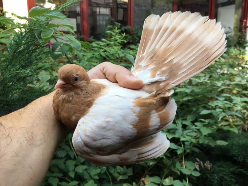 C5FE0B1E-873A-496A-A423-AF6BED9D16C0 - gagii si topiti si bragagii