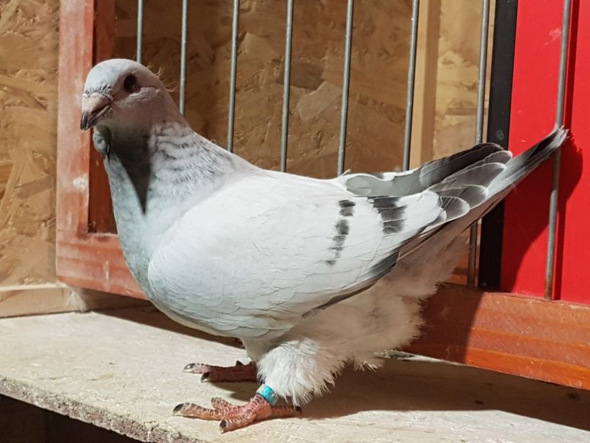 4800-19 - 0-VRdF-TINERET-2019