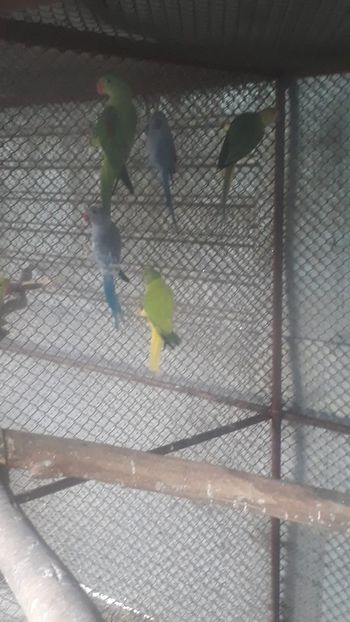 IMG-20190928-WA0006 - Marele si Micul Alexandru