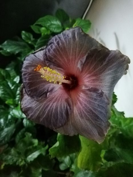  - Hibiscusi 2019 - 4