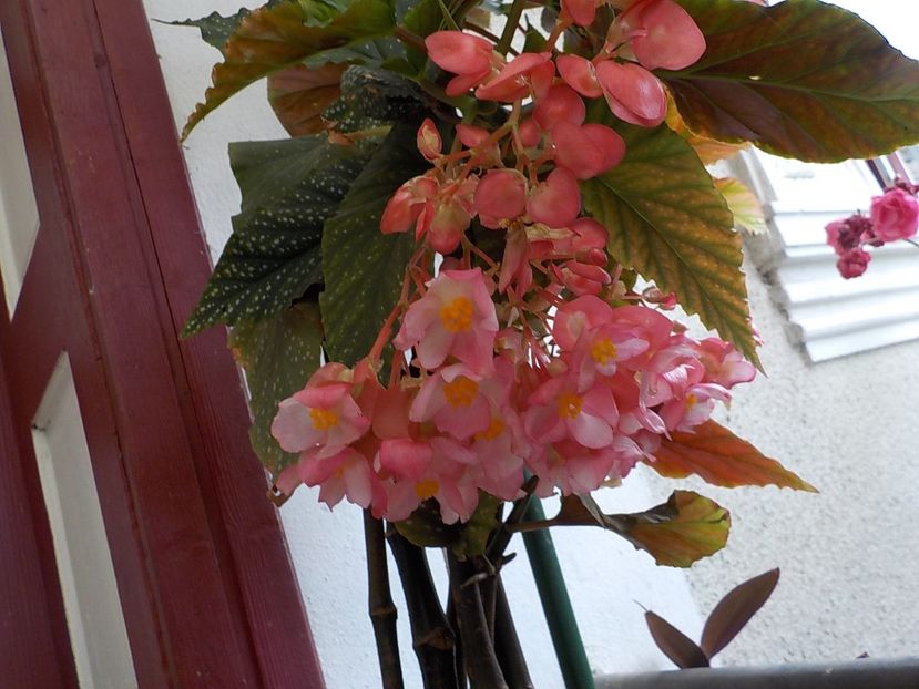  - begonia lucernae