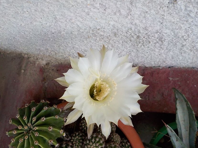  - echinopsis oxygona