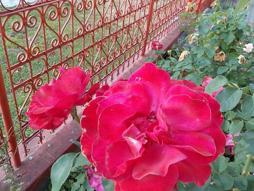  - Trandafiri in gradina mea
