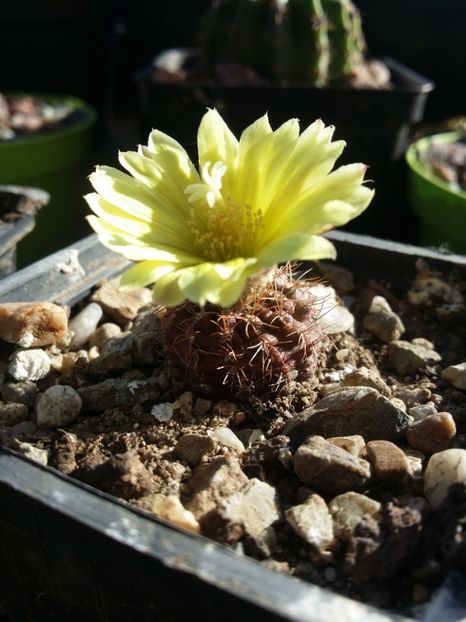  - cactusi 2019