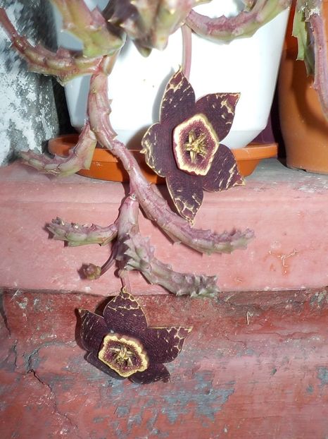  - Genul Stapeliade
