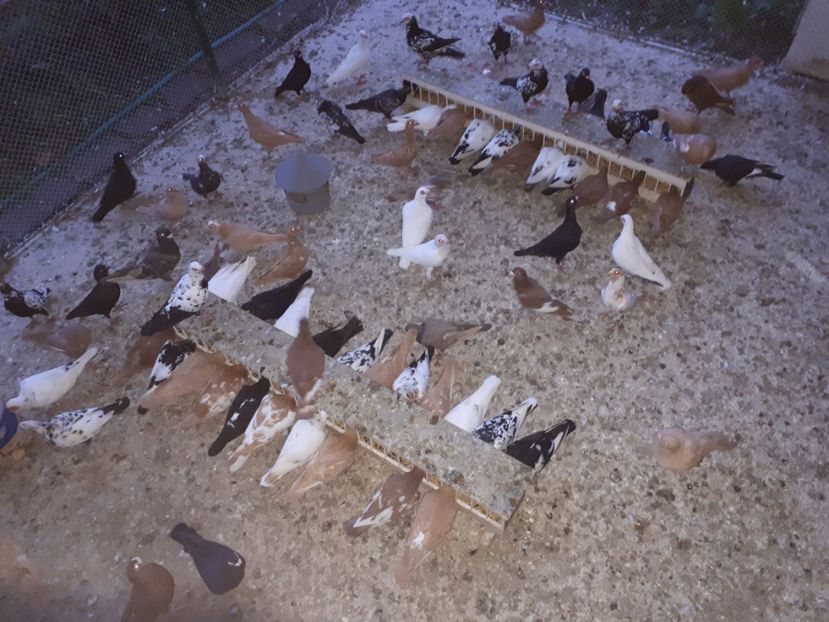  - I _ carunculați 2019