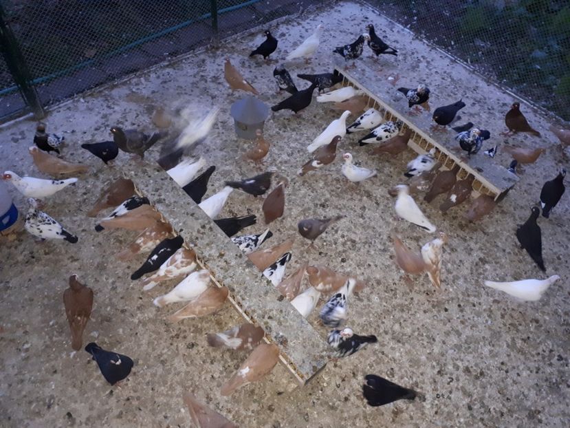  - I _ carunculați 2019