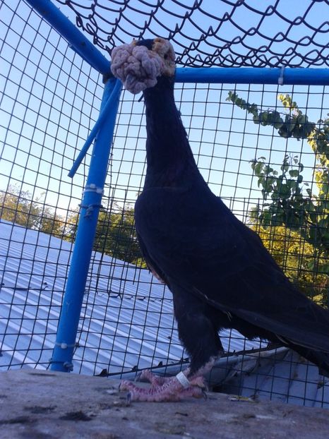 M - carieri 2020 de vinzare