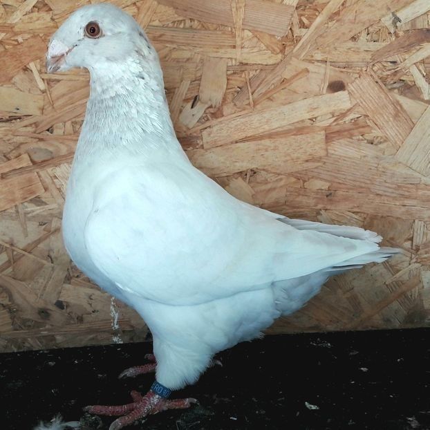  - 3---AGH DAȚI 2019 - 2025