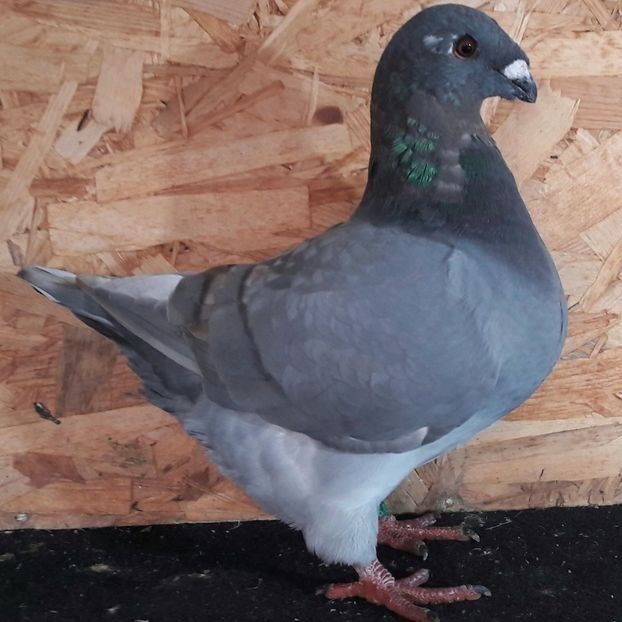  - 3---AGH DAȚI 2019 - 2025