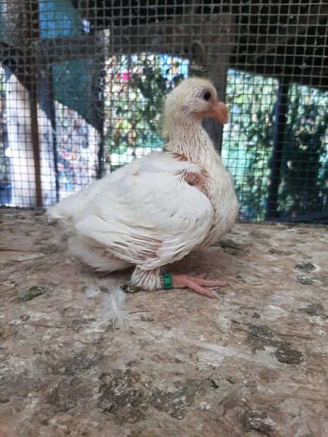 Agh - Tineret AGH 2019