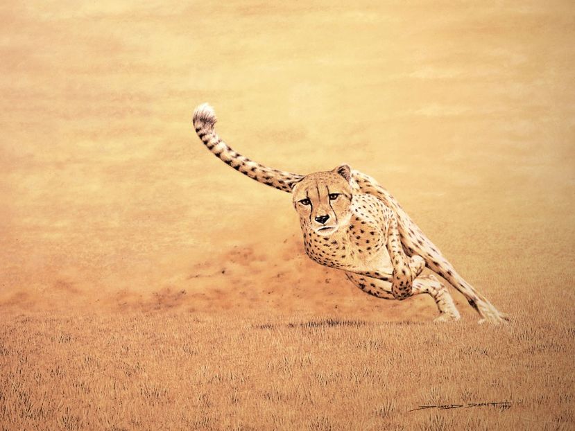 54 - Tablouri- animale