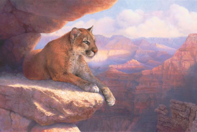 62 - Tablouri- animale