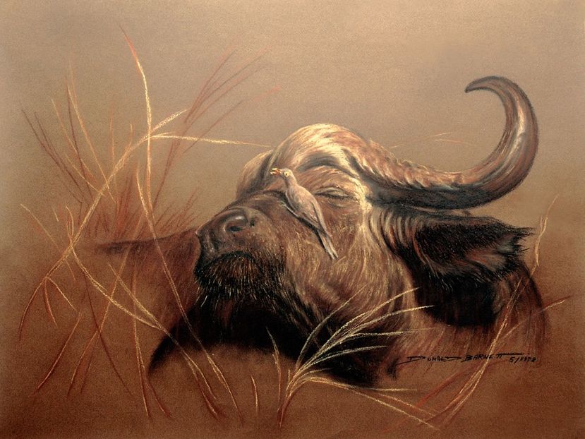 86 - Tablouri- animale