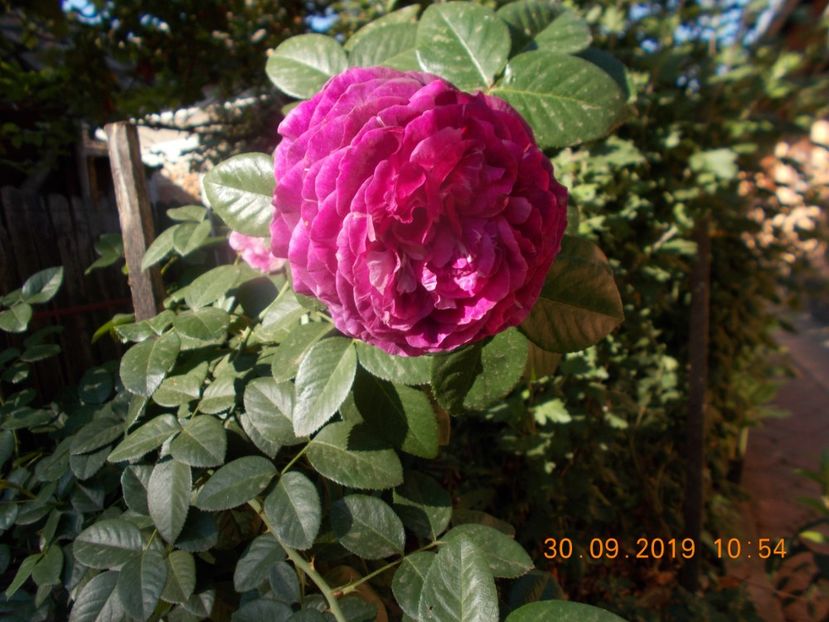  - TRANDAFIRI 2019-2