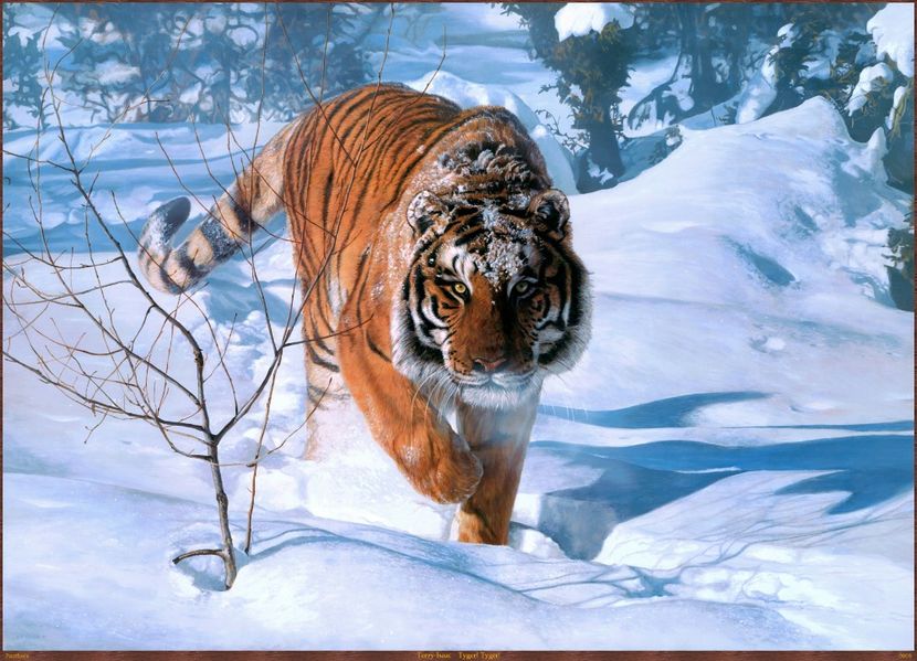 115 - Tablouri- animale