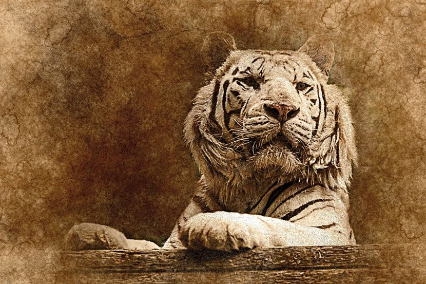 137 - Tablouri- animale