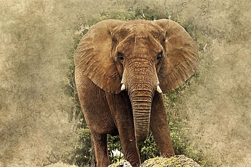 149 - Tablouri- animale