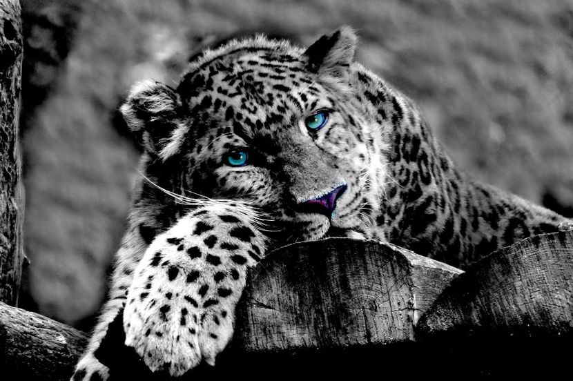 168 - Tablouri- animale