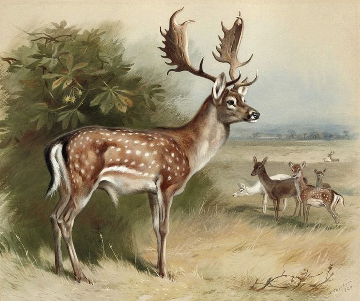 262 - Tablouri- animale