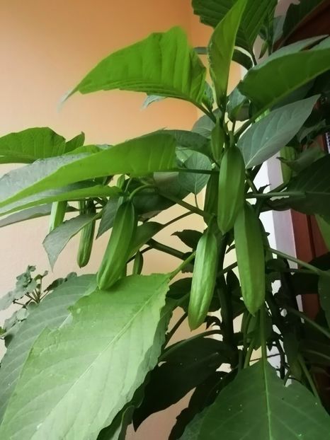  - Frumuseti la casa parinteasca