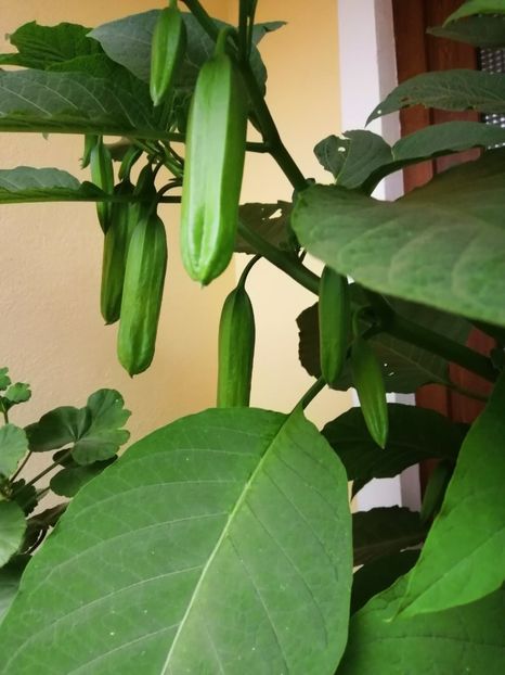  - Frumuseti la casa parinteasca